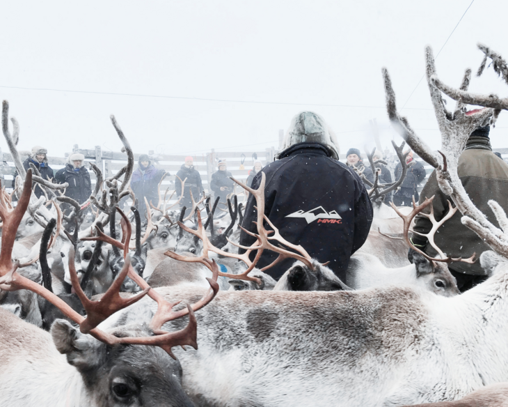 Reinsdyr i girdno. Foto: Anja Graven, House of Sápmi